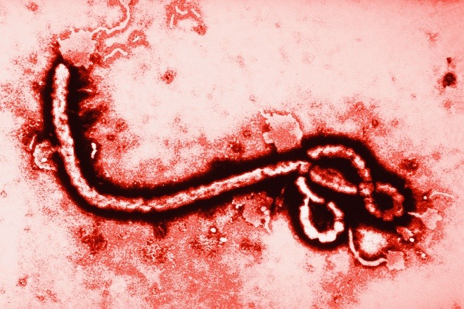 ebola-virus